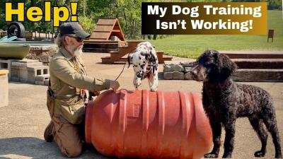 Why Your Dog Trainining Isnt Working  How To Fix It