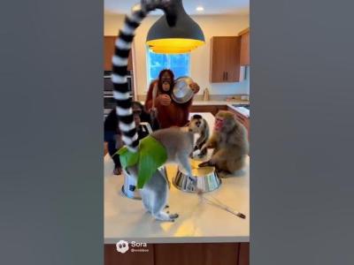 Greatest Kitchen Percussion Performance of All Time Rehearsal Paid Off 