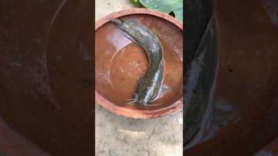 Magur Fish Curry with Raw Banana  Potato  Traditional Bengali RecipeMagurFishCurry BengaliRecipe