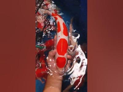 Maruten Doitsu shorts koi fish beranda bandung jakarta surabaya koiblitar koipond video