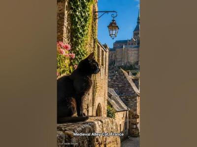 Medieval Alley Cat France Shorts