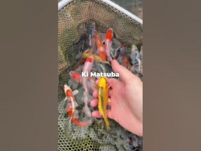 Pick Your Favorite Koi Fish  NextDayKoi koi fish koipond fishfarm
