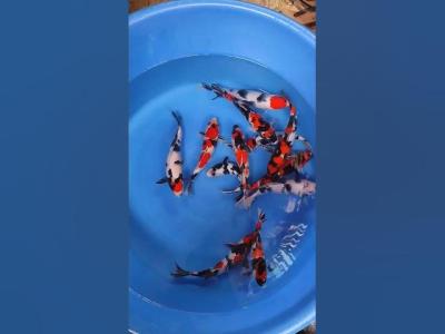 Showa HQ shorts koi fish beranda bandung jakarta surabaya koiblitar koipond video