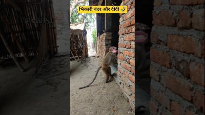 भकर बदर और दद  Thethar puns comedy  aalupyaj comedy ytfeeds funny thetharpuns