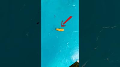 This Koi Fish Stole ALL The Food wildlife fishing shorts